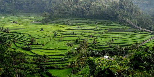 Petani di Bali Diimbau Waspadai Banjir dan Tanah Longsor saat Musim Hujan