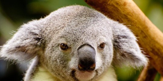 30++ Kebakaran hutan gambar hewan koala download