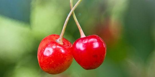 buah ceri