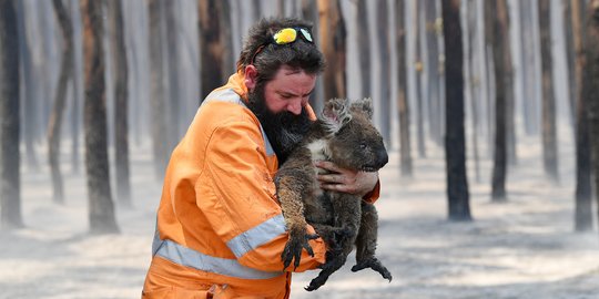 Potret Pilu Koala dan Kanguru Korban Kebakaran Hutan Australia