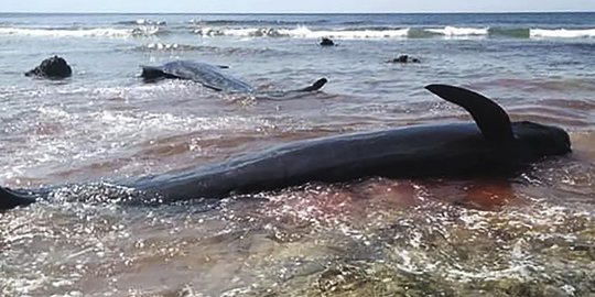 Paus Terdampar di Asahan, Nelayan Giring ke Laut Lepas