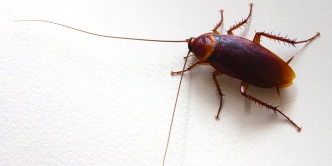 7 Cara Mengusir Kecoa Di Rumah Mudah Dan Ampuh Semua Halaman Merdeka Com