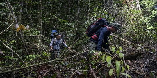 Perjuangan Polisi Hutan Patroli Menembus Belantara Aceh