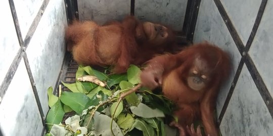 Petugas TNGL Amankan Sepasang Anak Orangutan dari Rumah Warga
