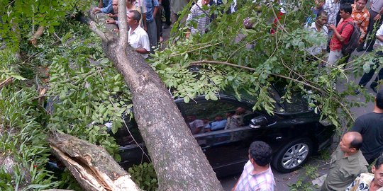 Bangun Warung Kopi, Hutan di Gunung Lawu Dirobohkan Alat Berat