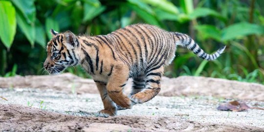 Sarung Golok Selamatkan Petani Muara Enim dari Serangan Harimau