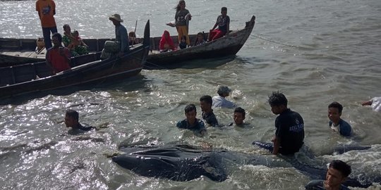 Paus Sepanjang 14 Meter Mati Terdampar di dekat Pantai Asahan
