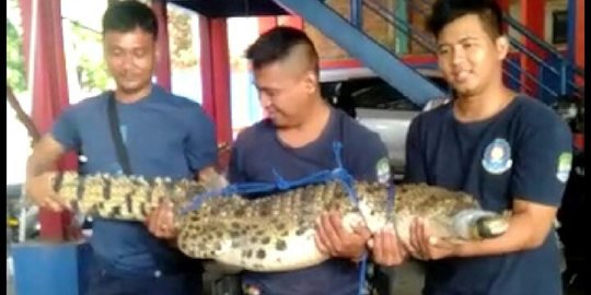 Cari Cacing di Selokan, Petugas Linmas di Bekasi Temukan Buaya Dililit Selimut