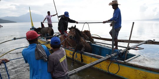 Korban Letusan Gunung Taal Evakuasi Hewan Ternak Pakai Perahu