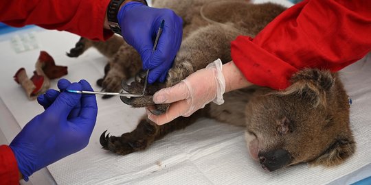 Menengok Penanganan Koala Korban Kebakaran Hutan di Australia
