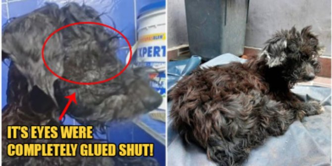 Sangat Kejam Mata Anak Anjing Ini Diberi Lem Super Oleh Si
