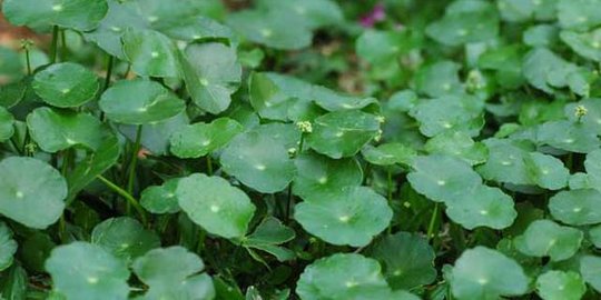 daun pegagan