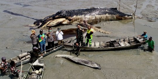 Badan Paus 14 Meter di Asahan Dikubur, Tulang Dibawa ke Museum Rahmat Gallery Medan