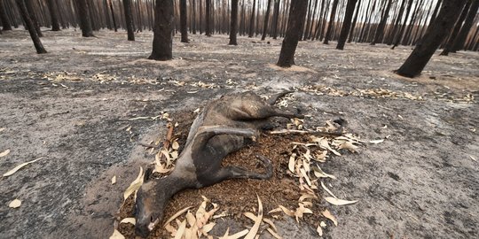 Nestapa Hewan-hewan Langka Mati dan Terluka dalam Kebakaran Hutan Australia