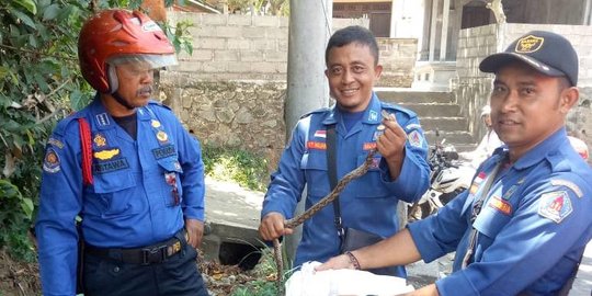 Ular Piton Sepanjang 1,5 Meter Muncul di Dek Motor Warga Bali