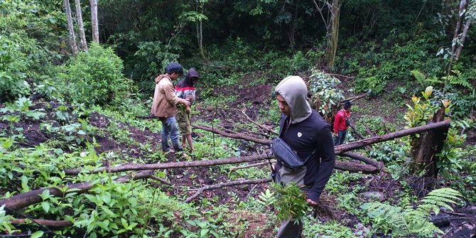 Polisi Temukan 3 Hektare Ladang Ganja di Hutan Lindung Pagaralam