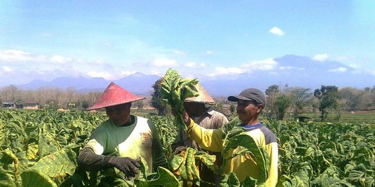 Penelitian IPB: Kemitraan Jadi Solusi Meningkatkan Kesejahteraan Petani ...