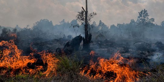 Polisi Tetapkan 9 Tersangka Karhutla Riau