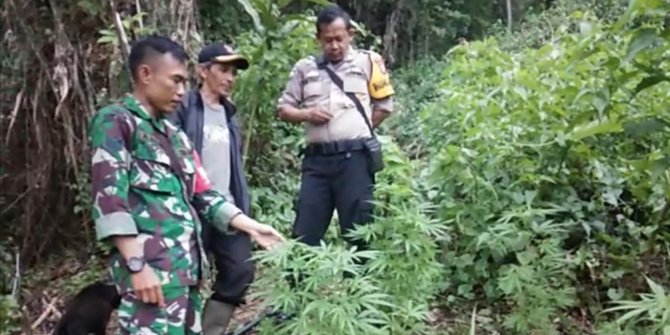 Temukan Ladang Ganja, Polisi akan Kembali Sisir Lahan Milik BKSDA di Garut