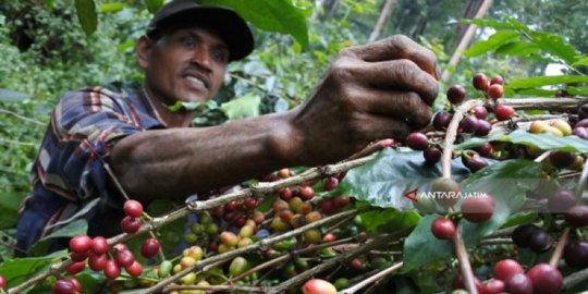 Ratusan Pohon Kopi Milik Warga di Temanggung Dirusak, Polisi Buru Pelaku