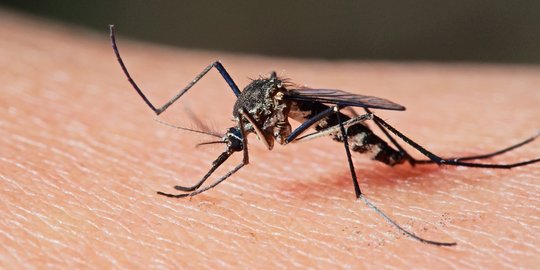 Cara Mengusir Nyamuk Secara Alami, Aman dan Mudah Dipraktikkan