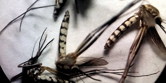 8 Cara Mengusir Kecoa Dari Rumah Dengan Bahan Alami Mudah Dan Praktis Merdeka Com 8 Cara Mengusir Kecoa Dari Rumah Dengan Bahan Alami Mudah Dan Praktis Merdeka Com