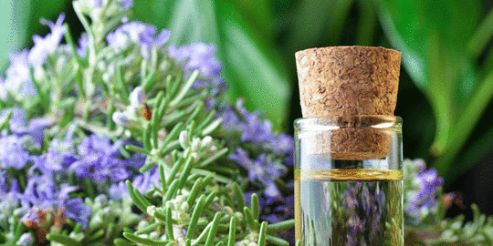 esensial aroma tumbuhan rev1.gif