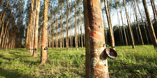 Perbankan Eropa Tertarik Danai Peremajaan Karet Indonesia