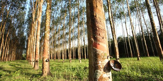 Peneliti: Pemerintah Perlu Lakukan Kajian Masif untuk Serap Karet Petani