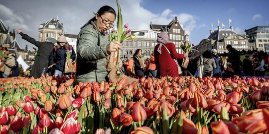 Warna-Warni Tulip di festival Hari Bunga Tulip Nasional Amsterdam