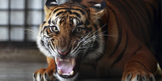Harimau yang Diduga Tewaskan 6 Warga Sumsel Berhasil Ditangkap dengan Umpan Kambing