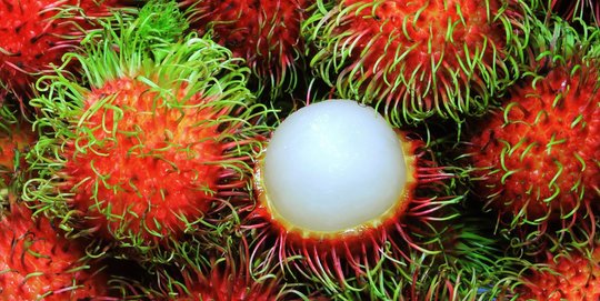 Manfaat Biji Rambutan Yang Jarang Diketahui Obat Herbal Diabetes Merdeka 