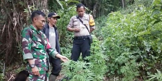 serma asep roni dan tiga hari pencarian ladang ganja di gunung guntur