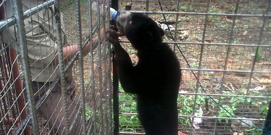 Beruang Madu Masuk Permukiman Warga Dumai, BKSDA Pasang Perangkap untuk Evakuasi