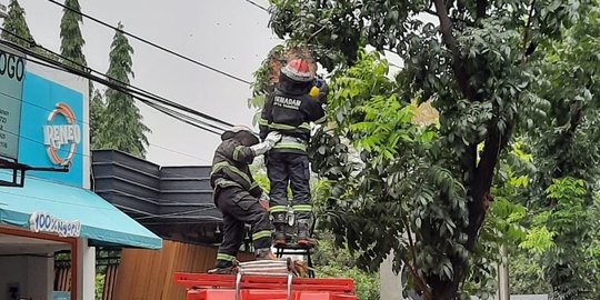 Penampakan Sarang Tawon Seukuran Dispenser Air di Pohon Pinggir Jalan Kota Tangsel