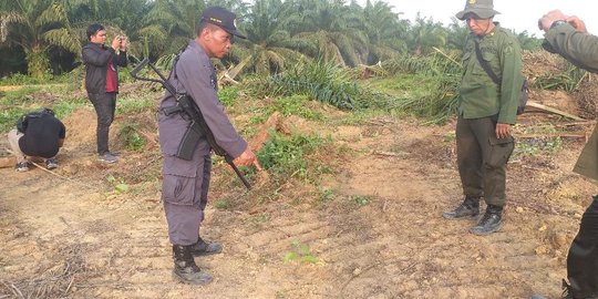 Dinas LHK Riau Diminta Hentikan Penebangan Pohon Sawit Milik Petani