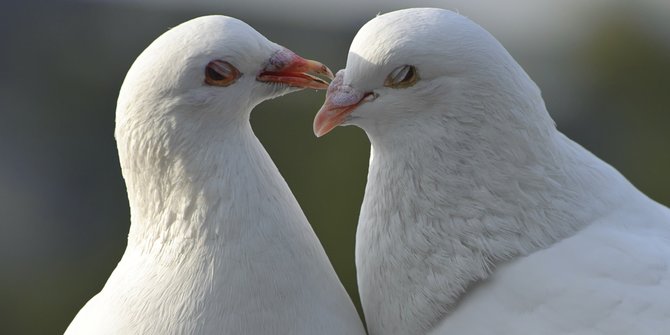 8 Sebab Merpati Pos Jadi Burung Pengantar Surat, Tak Diduga & Jarang Diketahui