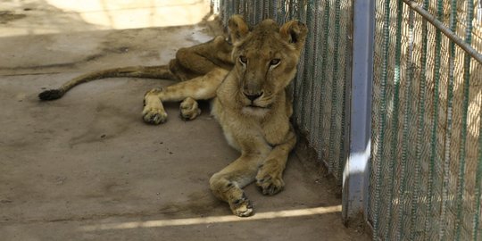 Dokter Hewan Tangani Singa Kurus Kering Karena Kelaparan di Kebun Binatang Sudan