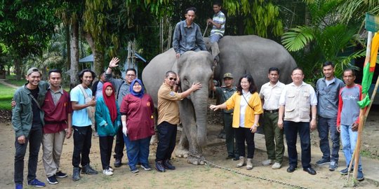 Hasil Perkawinan dengan Robin, Gajah Betina Bernama Ngatini Hamil 4 Bulan