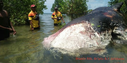 Seekor Paus Pilot Mati Terdampar di Hutan Mangrove NTT