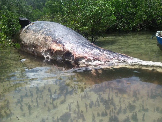 paus pilot mati terdampar di hutan mangrove ntt