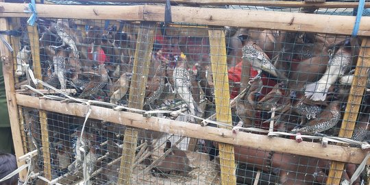 Pedagang Burung Pipit dan Bunga Raup Untung Berlipat di Hari Imlek