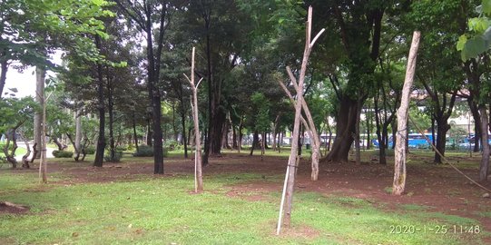Penampakan Pohon Dipindahkan untuk Revitalisasi Monas