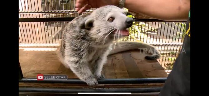 Tinggal Di Rumah Senilai Rp300 Miliar Intip Koleksi Hewan