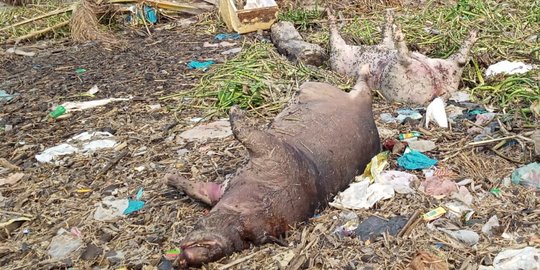 Sejak Awal Januari, 564 Babi Mati Mendadak di Badung Bali