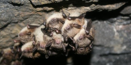 benarkah sumber awal virus corona berasal dari kelelawar? ini penelusuran para ahli