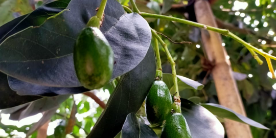 Pameling, Alpukat Unggulan Baru yang Prospektif