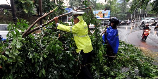 Diterjang Badai Selama 3 Hari, 54 Pohon di Padang Tumbang
