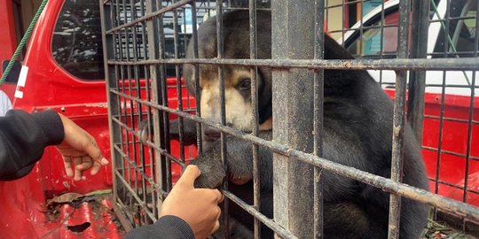 Polisi Amakan Dua Beruang Madu Peliharaan Satu Keluarga di Pelalawan