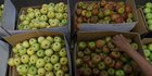 Produksi Buah Dalam Negeri akan Ditingkatkan